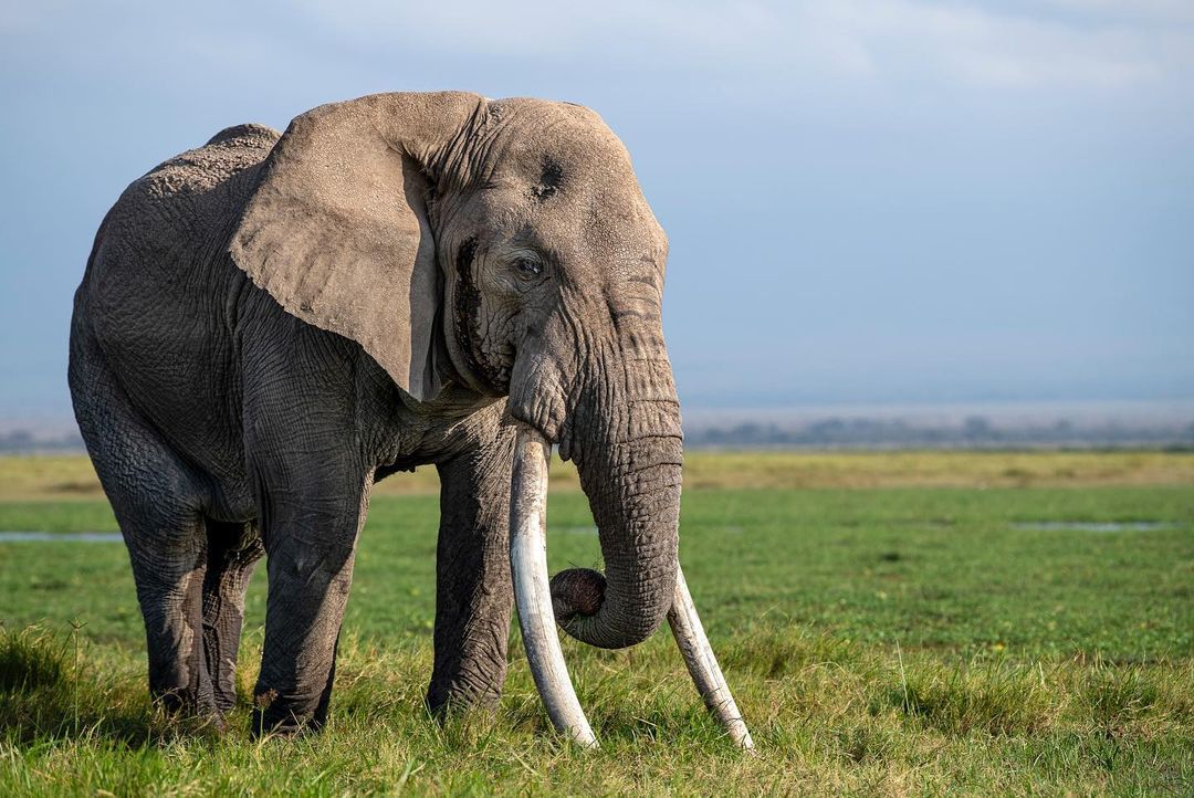 4 DAYS SAFARI - TARANGIRE, NGORONGORO & SERENGETI