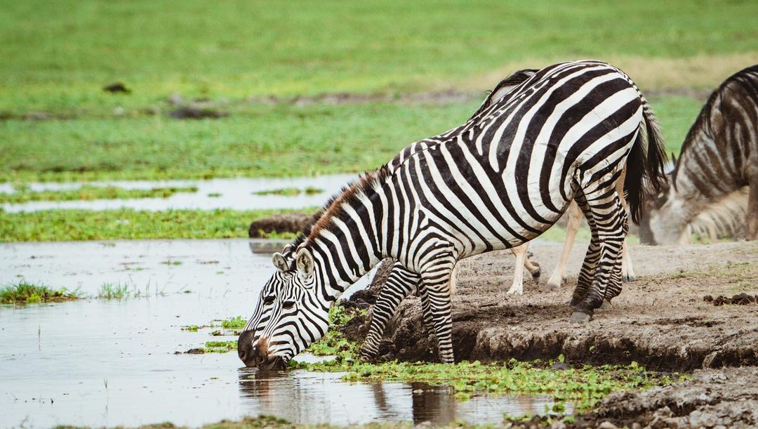 6 DAYS SAFARI - NGORONGORO, LAKE MANYARA, SERENGETI & TARANGIRE