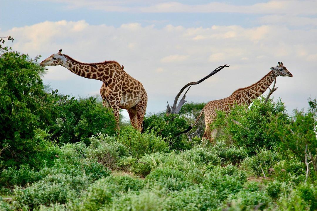 ARUSHA NATIONAL PARK