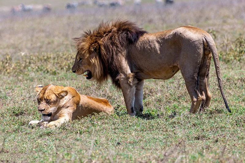  3 DAYS SAFARI - TARANGIRE, NGORONGORO & LAKE MANYARA