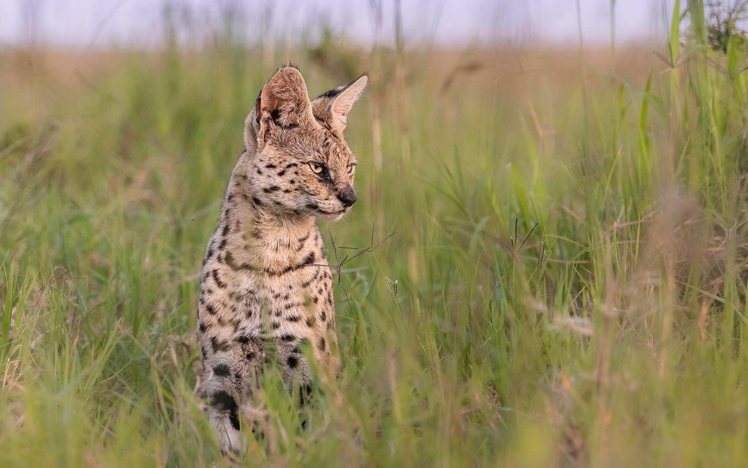 5 DAYS  SAFARI - TARANGIRE,SERENGETI AND NGORONGORO